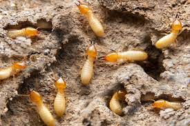 control Termites