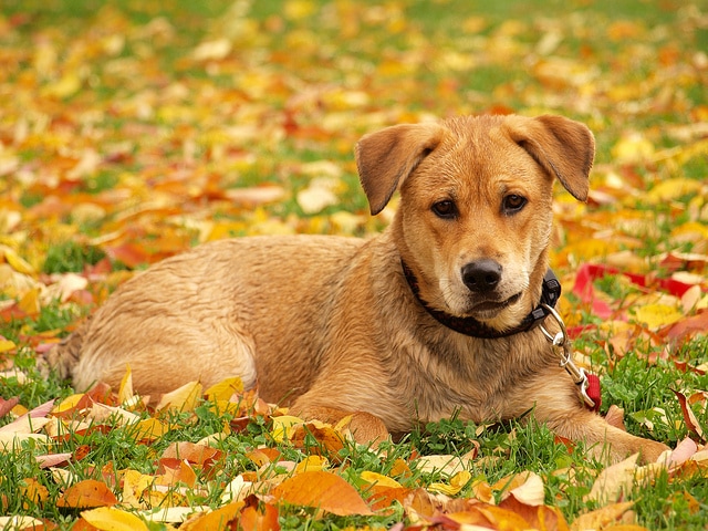 Your Pup for Fall