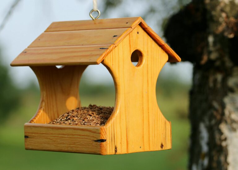 Feeding Birds Is Fun: A Guide to Creating a Backyard Sanctuary bird feeders